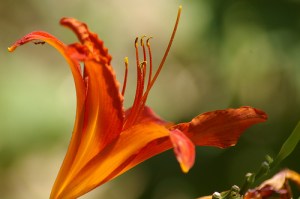 3224040683_22edd9a60c