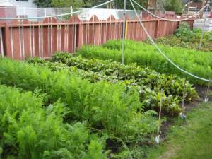 Yes, the Greens They Grow So High