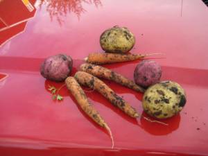 Harvest on a Red Truck
