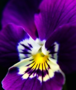 by aussiegall on Flickr, used with Creative Commons license