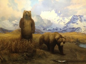 Bears at AMNH